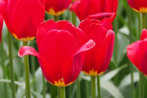 Colored tulips on the background Foto stock
