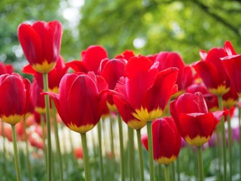 Colored tulips on the background Stock Photos