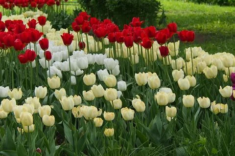 Colored tulips on the background Stock Photos