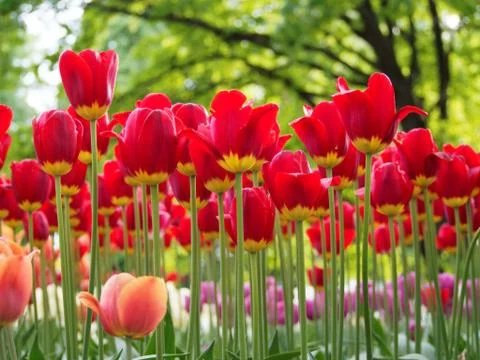 Colored tulips on the background Stock Photos