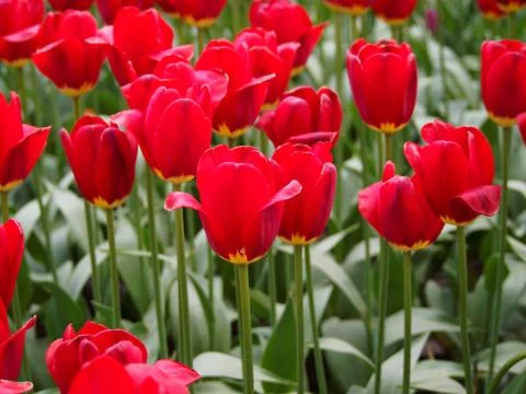 Colored tulips on the background Stock Photos