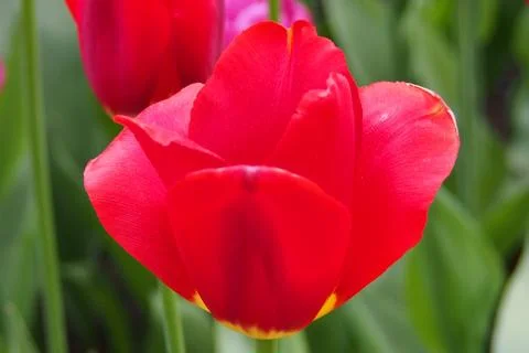 Colored tulips on the background Foto stock