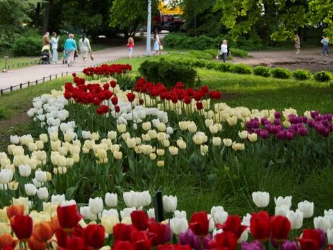 Colored tulips on the background Stock Photos