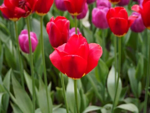 Colored tulips on the background Foto stock
