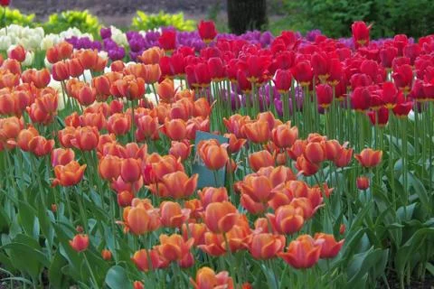 Colored tulips on the background Stock Photos