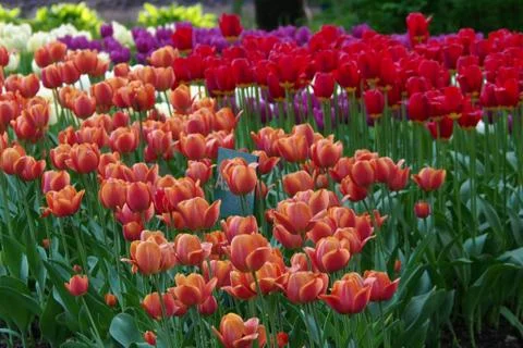 Colored tulips on the background Stock Photos