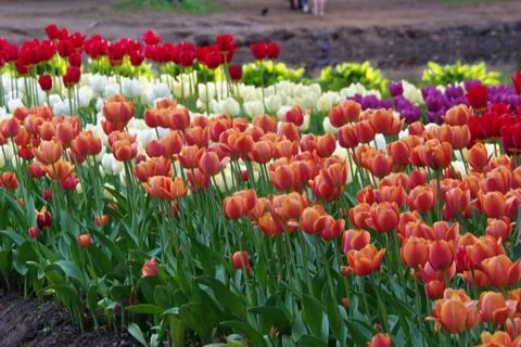 Colored tulips on the background Foto stock