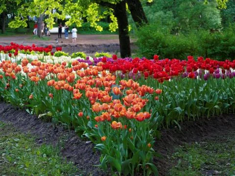 Colored tulips on the background Stock Photos