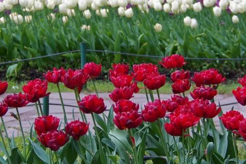 Colored tulips on the background Stock Photos