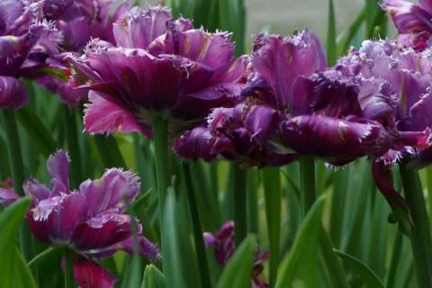 Colored tulips on the background Stock Photos