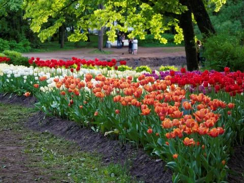 Colored tulips on the background Stock Photos