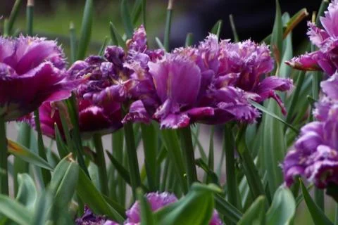 Colored tulips on the background Stock Photos