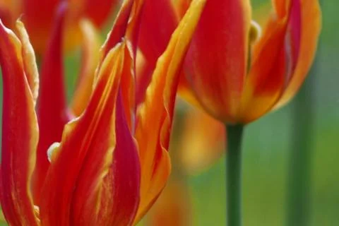 Colored tulips on the background Stock Photos