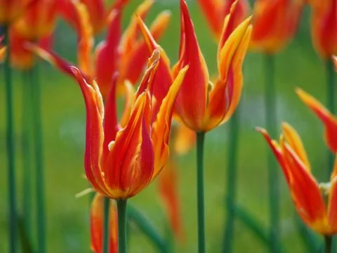 Colored tulips on the background Stock Photos