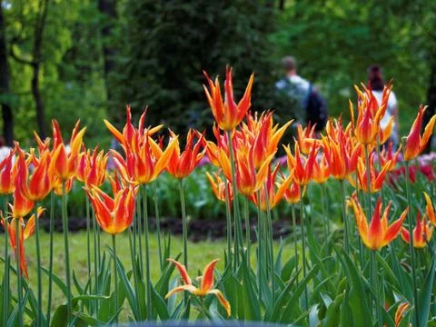 Colored tulips on the background Stock Photos
