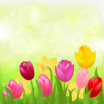 Colored tulips Stock Illustration
