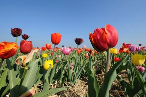 Colored  tulips Stock Photos
