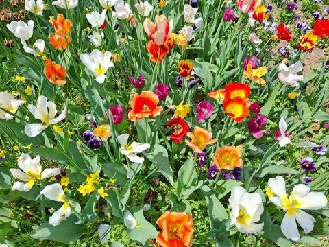 Colored tulips in the spring in Romania 写真素材