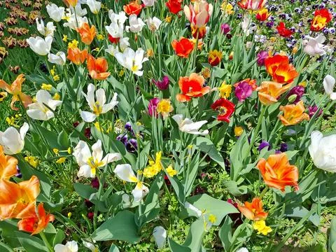 Colored tulips in the spring in Romania 스톡 사진