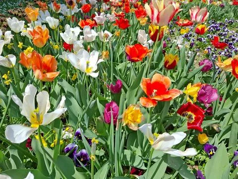 Colored tulips in the spring in Romania Stock-Fotos