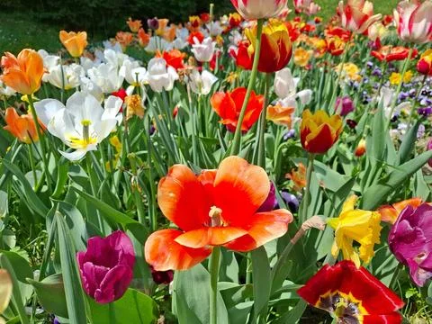 Colored tulips in the spring in Romania Fotos Stock