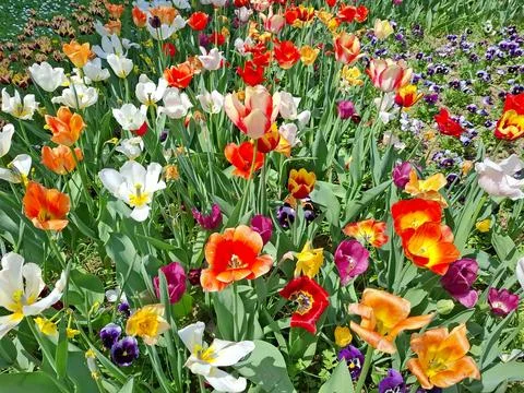 Colored tulips in the spring in Romania Фото