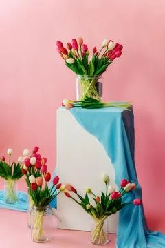 Colored tulips with white stand on pink background. bouquet of tulip buds in Stock Photos