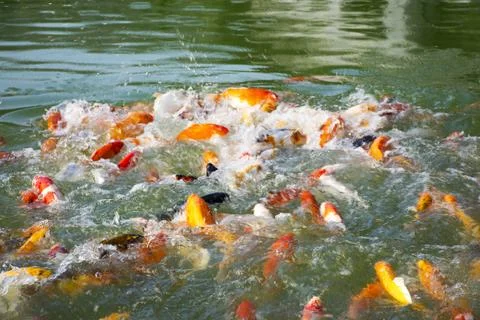 Colored varieties japan fancy carp or Koi japanese fish swimming in freshwa.. Stock Photos