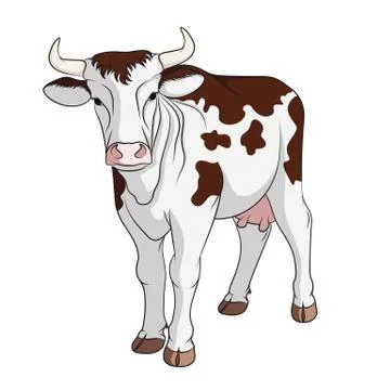 Colored vector cow. Isolated on white. Stock Illustration