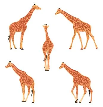 Colored vector illustration of a giraffe. Stock Illustration