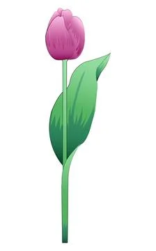 Colored vector tulip with gradient fill isolated on white background Stock Illustration
