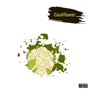 Colored vegetable, cauliflower sketch. Иллюстрация