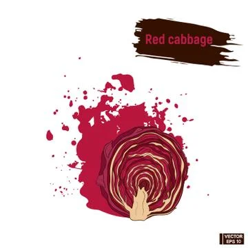 Colored vegetable, red cabbage sketch. Stockillustratie