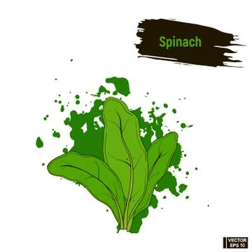 Colored vegetable, spinach sketch. Иллюстрация