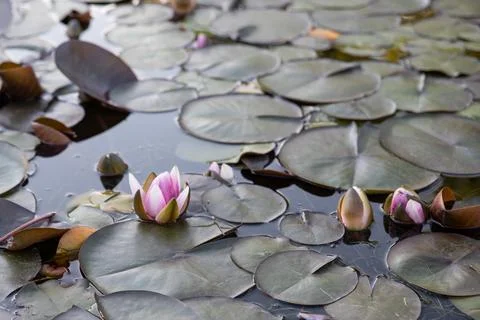 Colored water lilies in a gradient of white with pink on a small artificial lake Stock Photos