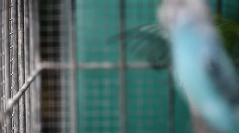 Colored Wavy parrots Stock Footage 59831958