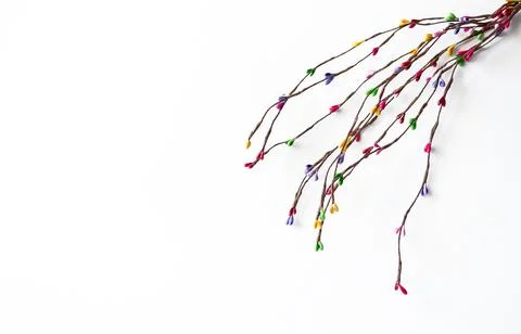 Colored willow branch on a white background with space for text. Stock Photos