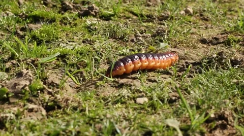 Colored worm moving fast on the grass Stock Footage 47989909