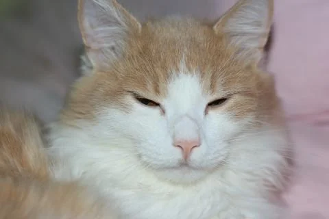 Colored young cat Foto stock