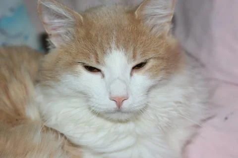 Colored young cat Foto stock