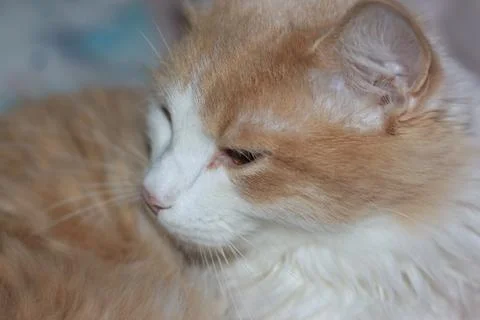 Colored young cat Foto stock