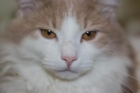 Colored young cat Stock Photos