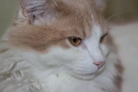 Colored young cat Foto stock