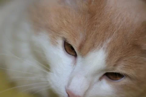 Colored young cat Foto stock