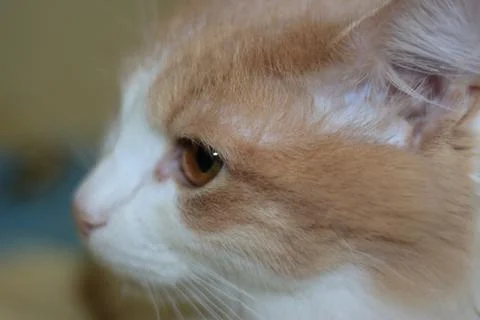 Colored young cat Foto stock