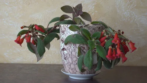 Coloreria flower Stock Footage 273235975