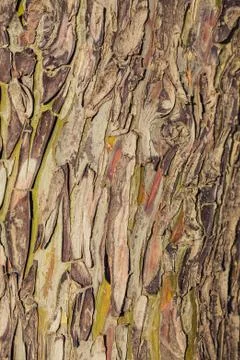 Colorful abstract pattern of Eucalyptus tree bark Foto stock