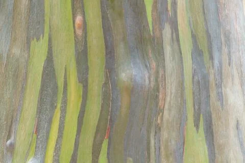 Colorful abstract pattern from Eucalyptus tree bark Foto stock