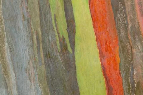 Colorful abstract pattern from Eucalyptus tree bark Foto stock