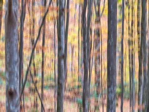 Colorful abstract texture background. Forest scene with motion blure effect Stock Photos
